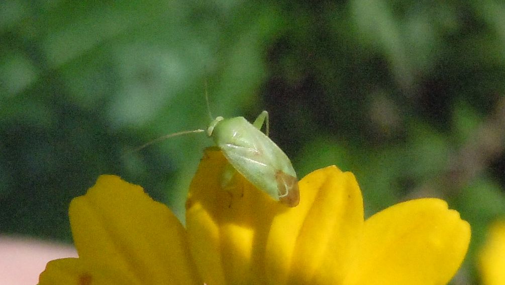 Apolygus spinolae?